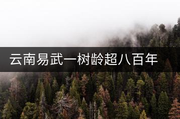 云南易武一樹齡超八百年古茶樹死亡，當(dāng)?shù)卦磕杲M織村民拜謁