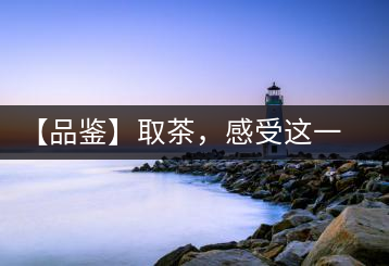 【品鑒】取茶，感受這一輪鳳起古茶的魅力