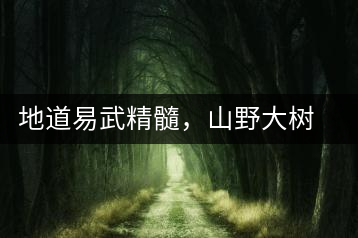 地道易武精髓，山野大樹珍品—普秀易武生態(tài)喬木圓茶即將上市