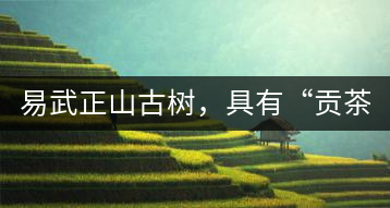 易武正山古樹，具有“貢茶范”