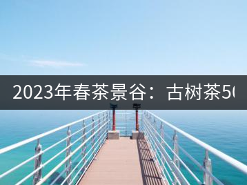 2023年春茶景谷：古樹(shù)茶500-600元／公斤，紫芽茶300-480元／公斤，白芽茶1200-2000元／公斤。