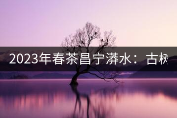 2023年春茶昌寧漭水：古樹(shù)混采純料480-600元／公斤，大樹(shù)360-420元／公斤，臺(tái)地260-300元／公斤，古樹(shù)單株均價(jià)880-1200元／公斤。