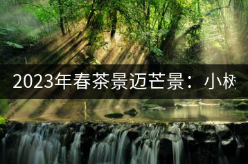 2023年春茶景邁芒景：小樹200元／公斤，古樹：600-800元／公斤