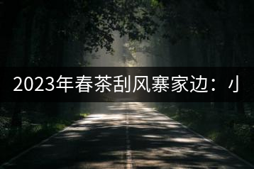 2023年春茶刮風(fēng)寨家邊：小樹400-500，古樹1000-1600元／公斤