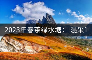 2023年春茶綠水塘： 混采11000-12000元／公斤，挑采14000元／公斤