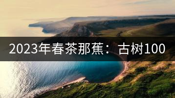 2023年春茶那蕉：古樹(shù)1000-1500元／公斤，中樹(shù)600-800元／公斤