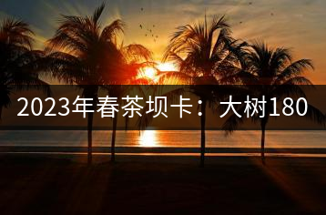 2023年春茶壩卡：大樹(shù)180-200元／公斤，古樹(shù)500-600元／公斤