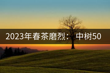 2023年春茶磨烈： 中樹500-600元／公斤，古樹混采：2200-2600元／公斤