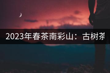 2023年春茶南彩山：古樹茶2000-2200元／公斤，大樹混采1200-1500元／公斤。