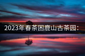 2023年春茶困鹿山古茶園：大樹8000-12000元／公斤，周邊小樹200-300元／公斤