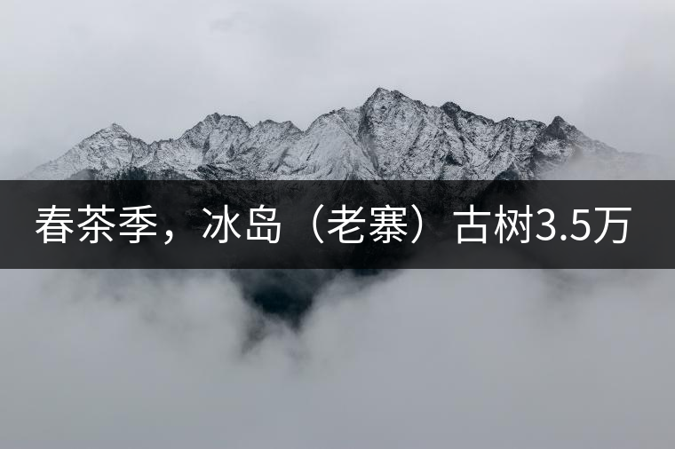 春茶季，冰島（老寨）古樹3.5萬起