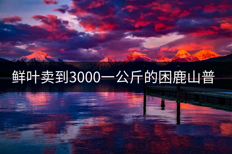 鮮葉賣到3000一公斤的困鹿山普洱茶，口感如何？