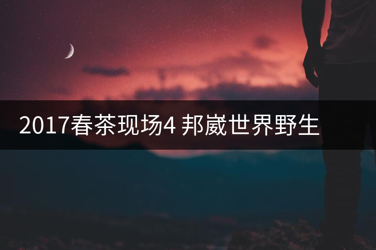 2017春茶現(xiàn)場(chǎng)4 邦崴世界野生過渡型茶王長(zhǎng)啥樣?之枝丫2017春茶現(xiàn)場(chǎng)4 邦崴世界野生過渡型茶王長(zhǎng)啥樣？之枝丫