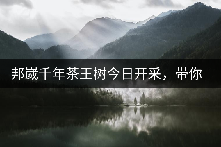邦崴千年茶王樹今日開采，帶你了解被低估的邦崴古樹茶邦崴千年茶王樹今日開采，帶你了解被低估的邦崴古樹茶