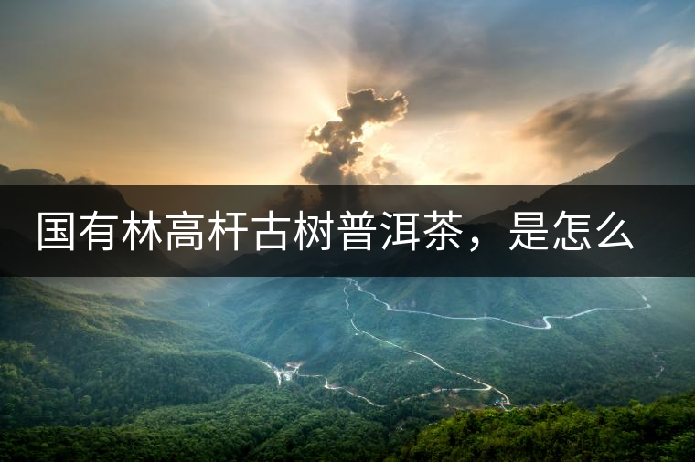 國(guó)有林高桿古樹普洱茶，是怎么回事?國(guó)有林高桿古樹普洱茶，是怎么回事？