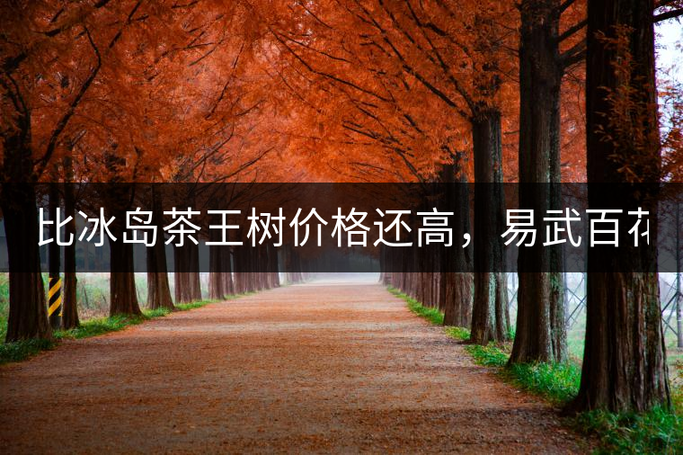 比冰島茶王樹價格還高，易武百花潭高桿古樹茶以100萬成...比冰島茶王樹價格還高，易武百花潭高桿古樹茶以100萬成交