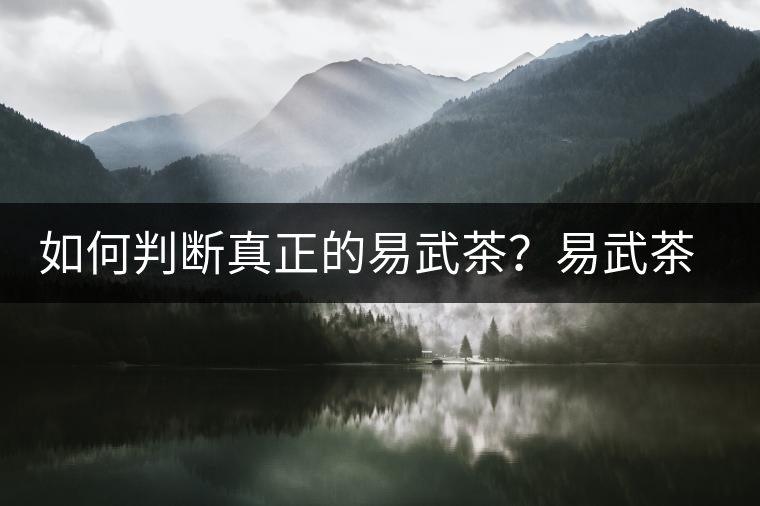 如何判斷真正的易武茶？易武茶有哪些特點？