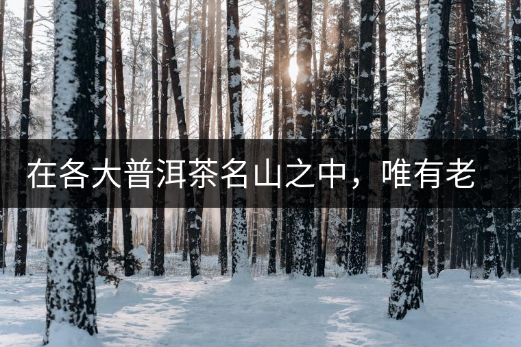 在各大普洱茶名山之中，唯有老曼峨古樹茶才能稱得上戰(zhàn)狼