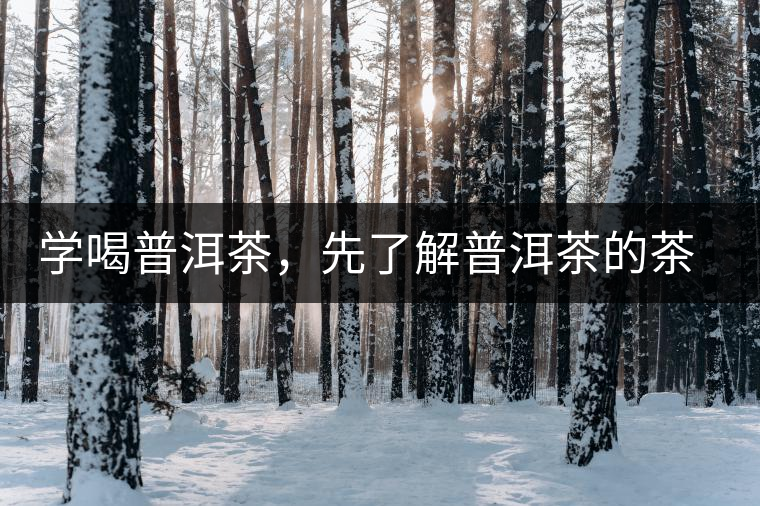 學(xué)喝普洱茶，先了解普洱茶的茶性