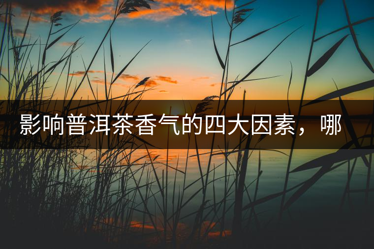 影響普洱茶香氣的四大因素，哪一個影響最大？