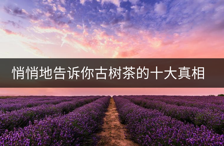悄悄地告訴你古樹茶的十大真相，就不怕交學(xué)費(fèi)了