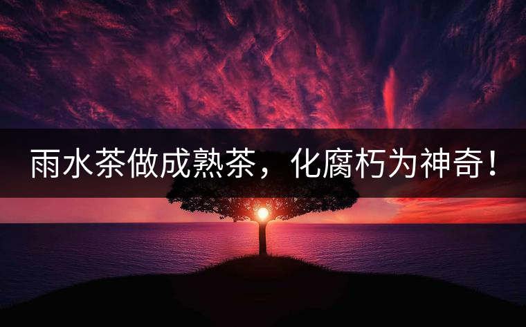 雨水茶做成熟茶，化腐朽為神奇！