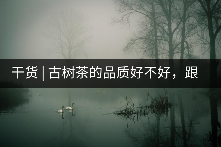 干貨 | 古樹茶的品質好不好，跟耐泡度真的有關聯(lián)嗎？