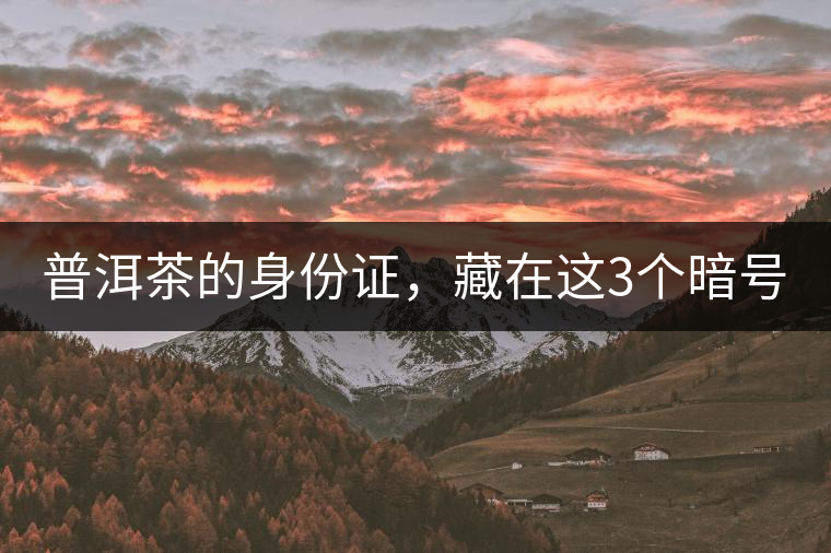 普洱茶的身份證，藏在這3個(gè)暗號(hào)中