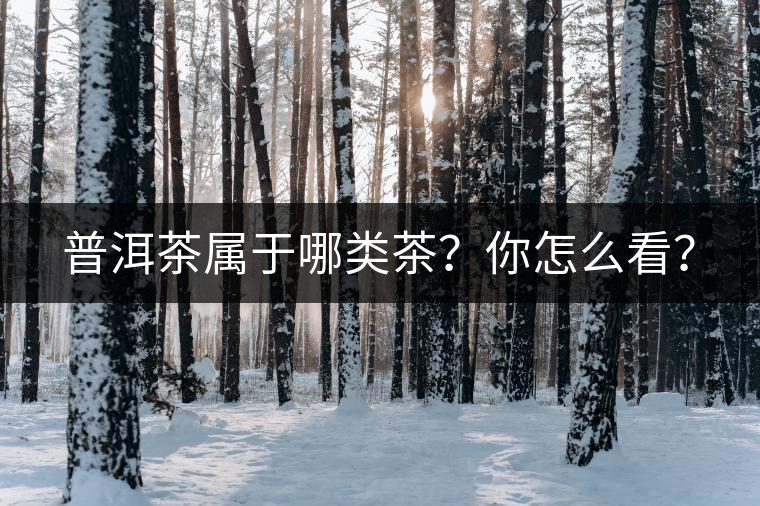 普洱茶屬于哪類茶？你怎么看？