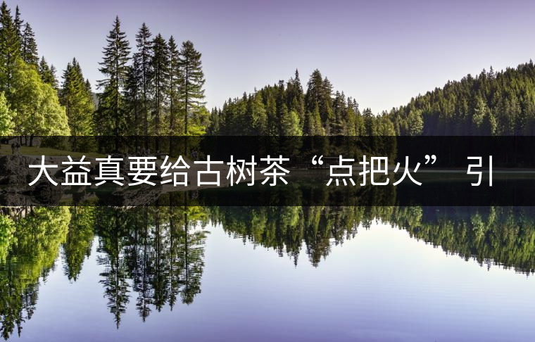 大益真要給古樹茶“點(diǎn)把火” 引火燒身？