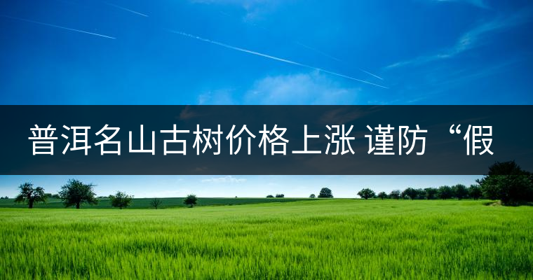 普洱名山古樹(shù)價(jià)格上漲 謹(jǐn)防“假冒” 普洱名山古樹(shù)價(jià)格上漲 謹(jǐn)防“假冒”