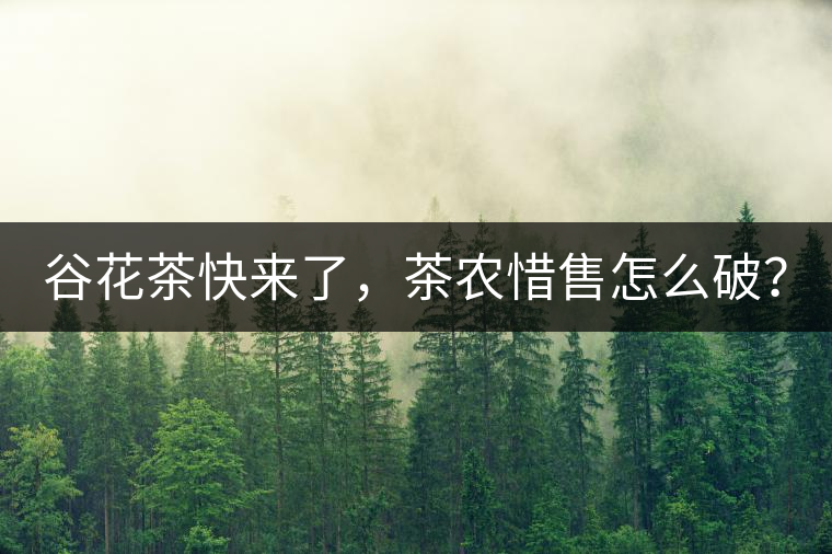 谷花茶快來了，茶農惜售怎么破？