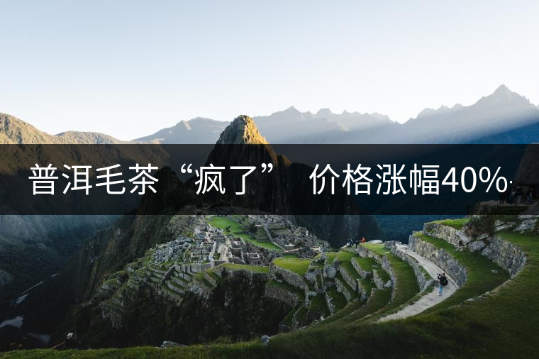 普洱毛茶“瘋了”  價格漲幅40%-80%