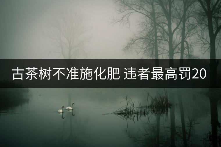 古茶樹不準(zhǔn)施化肥 違者最高罰2000元 古茶樹不準(zhǔn)施化肥 違者最高罰2000元