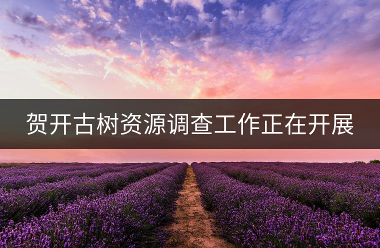 賀開(kāi)古樹(shù)資源調(diào)查工作正在開(kāi)展