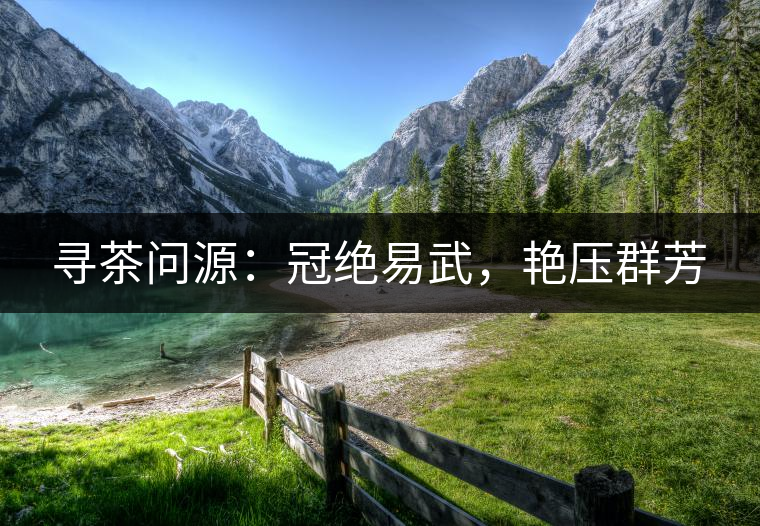 尋茶問源：冠絕易武，艷壓群芳