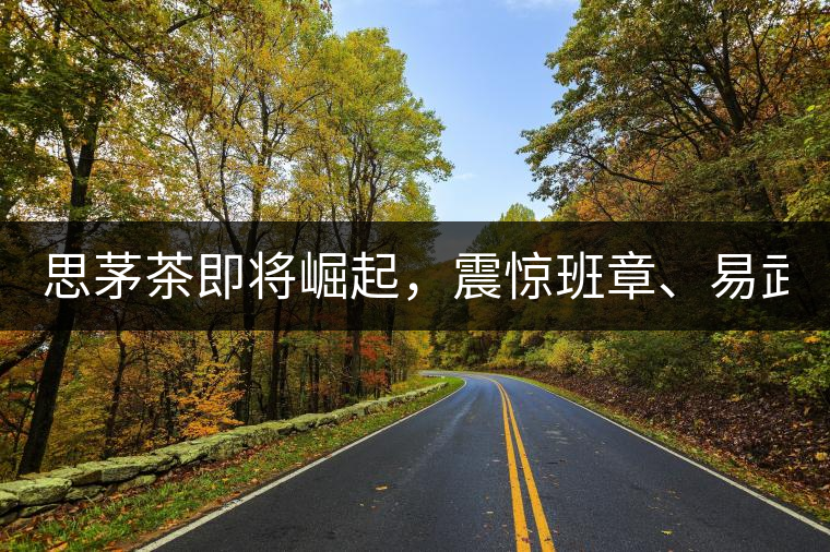 思茅茶即將崛起，震驚班章、易武！