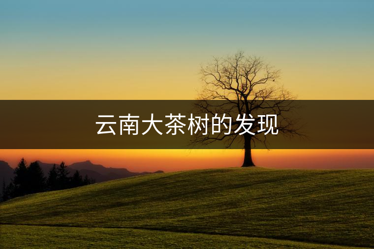 云南大茶樹的發(fā)現