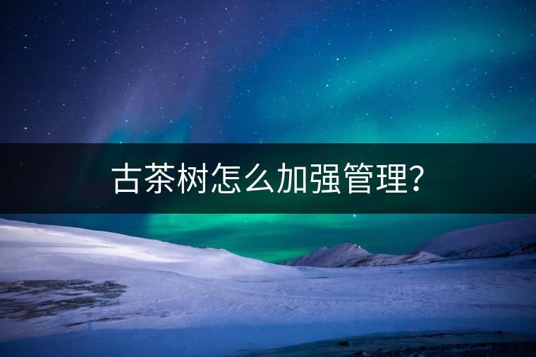 古茶樹怎么加強(qiáng)管理？