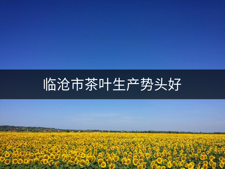 臨滄市茶葉生產(chǎn)勢頭好