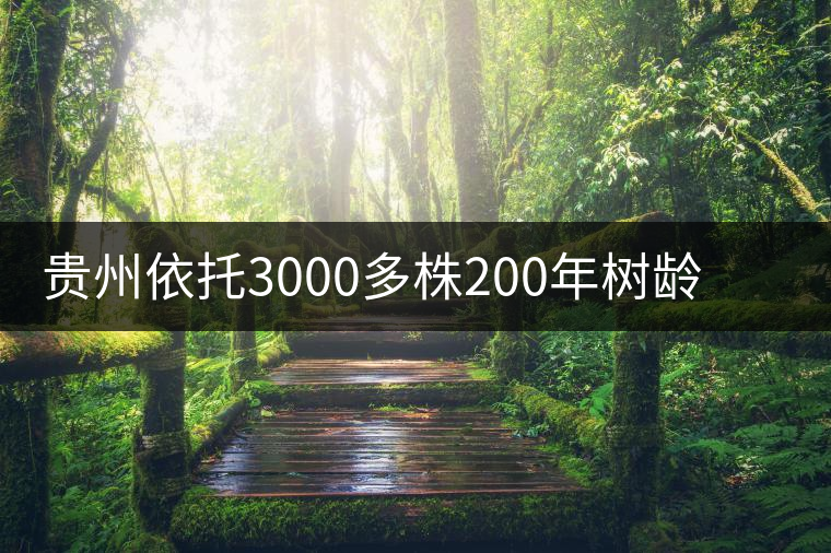 貴州依托3000多株200年樹齡茶樹揚“古茶之鄉(xiāng)”品牌 貴州依托3000多株200年樹齡茶樹揚“古茶之鄉(xiāng)”品牌
