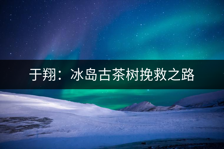 于翔：冰島古茶樹挽救之路