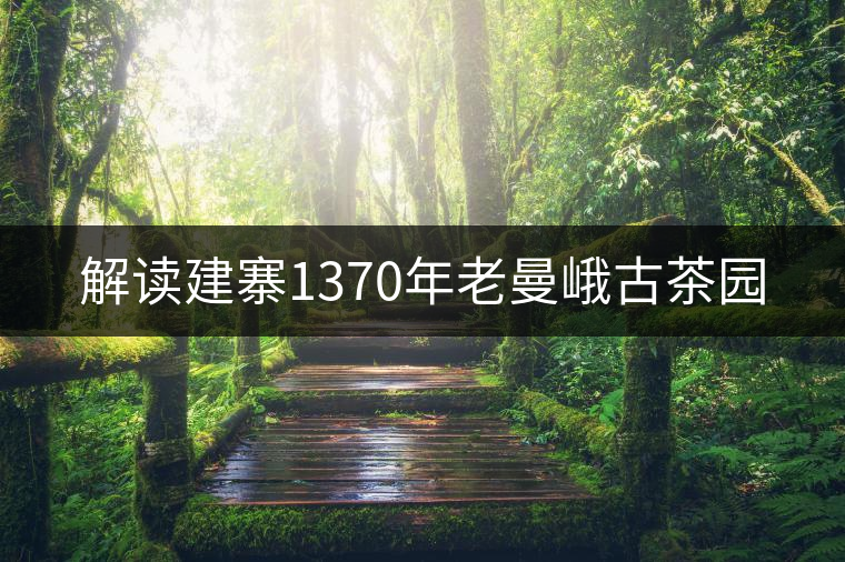 解讀建寨1370年老曼峨古茶園