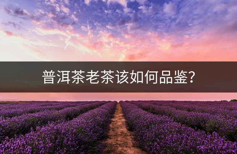 普洱茶老茶該如何品鑒？