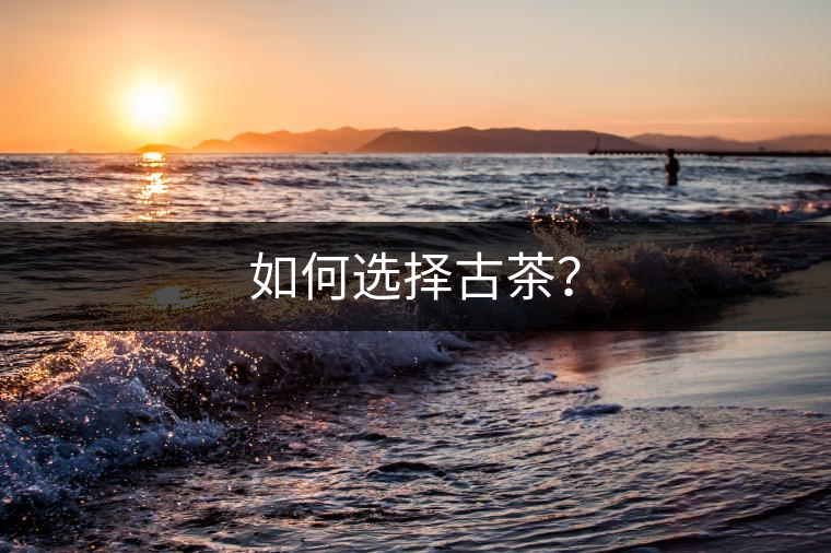 如何選擇古茶？