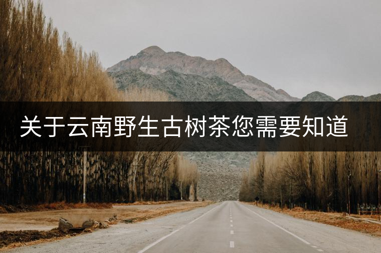 關(guān)于云南野生古樹茶您需要知道的