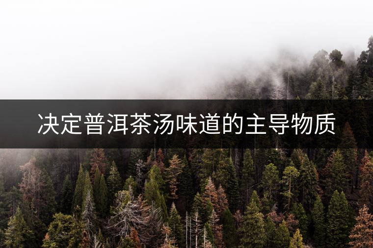 決定普洱茶湯味道的主導(dǎo)物質(zhì)
