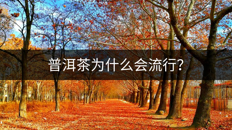 普洱茶為什么會(huì)流行？