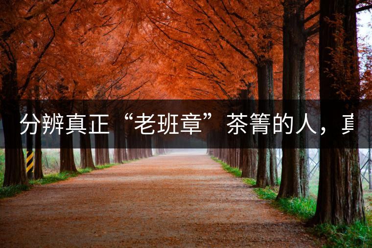 分辨真正“老班章”茶箐的人，真的不多！