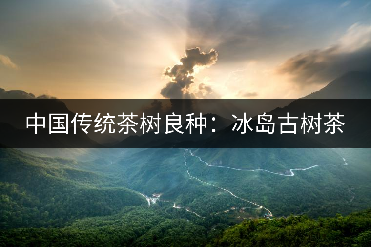 中國傳統(tǒng)茶樹良種：冰島古樹茶